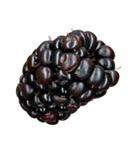 ラズベリー＆ブラックベリー コレクション（個別スタンプ：37）