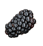 ラズベリー＆ブラックベリー コレクション（個別スタンプ：38）