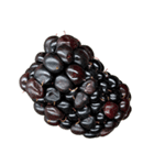 ラズベリー＆ブラックベリー コレクション（個別スタンプ：39）