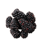 ラズベリー＆ブラックベリー コレクション（個別スタンプ：40）