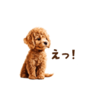 トイプードルの動くリアクション・スタンプ（個別スタンプ：1）