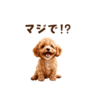 トイプードルの動くリアクション・スタンプ（個別スタンプ：2）