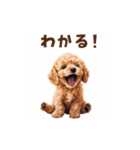 トイプードルの動くリアクション・スタンプ（個別スタンプ：4）
