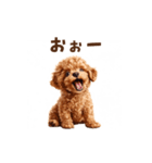 トイプードルの動くリアクション・スタンプ（個別スタンプ：8）