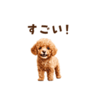 トイプードルの動くリアクション・スタンプ（個別スタンプ：9）