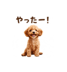 トイプードルの動くリアクション・スタンプ（個別スタンプ：10）