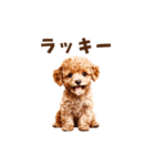 トイプードルの動くリアクション・スタンプ（個別スタンプ：11）