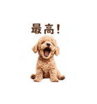 トイプードルの動くリアクション・スタンプ（個別スタンプ：12）