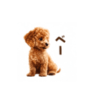 トイプードルの動くリアクション・スタンプ（個別スタンプ：13）