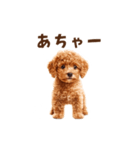 トイプードルの動くリアクション・スタンプ（個別スタンプ：14）