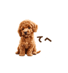 トイプードルの動くリアクション・スタンプ（個別スタンプ：16）