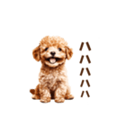 トイプードルの動くリアクション・スタンプ（個別スタンプ：17）