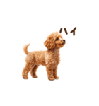 トイプードルの動くリアクション・スタンプ（個別スタンプ：18）