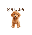 トイプードルの動くリアクション・スタンプ（個別スタンプ：20）