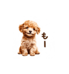 トイプードルの動くリアクション・スタンプ（個別スタンプ：21）