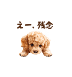 トイプードルの動くリアクション・スタンプ（個別スタンプ：23）