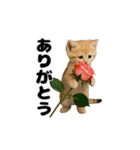 動く！スナネコ（個別スタンプ：1）