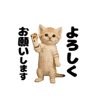 動く！スナネコ（個別スタンプ：2）