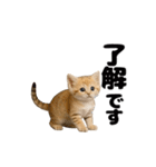 動く！スナネコ（個別スタンプ：3）