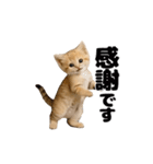 動く！スナネコ（個別スタンプ：4）