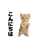 動く！スナネコ（個別スタンプ：6）