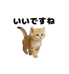 動く！スナネコ（個別スタンプ：7）