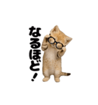 動く！スナネコ（個別スタンプ：8）