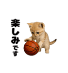 動く！スナネコ（個別スタンプ：12）