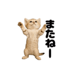 動く！スナネコ（個別スタンプ：13）