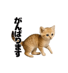 動く！スナネコ（個別スタンプ：15）