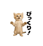 動く！スナネコ（個別スタンプ：17）