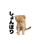 動く！スナネコ（個別スタンプ：18）