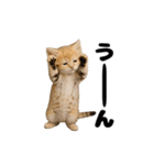 動く！スナネコ（個別スタンプ：20）