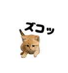 動く！スナネコ（個別スタンプ：21）