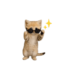 動く！スナネコ（個別スタンプ：24）