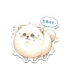 ほぼ大福な毛玉ポメ【家族/彼氏/先輩】（個別スタンプ：1）