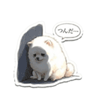 ほぼ大福な毛玉ポメ【家族/彼氏/先輩】（個別スタンプ：2）