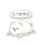 ほぼ大福な毛玉ポメ【家族/彼氏/先輩】（個別スタンプ：4）