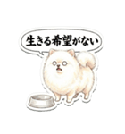 ほぼ大福な毛玉ポメ【家族/彼氏/先輩】（個別スタンプ：6）