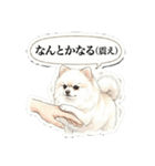 ほぼ大福な毛玉ポメ【家族/彼氏/先輩】（個別スタンプ：9）