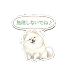 ほぼ大福な毛玉ポメ【家族/彼氏/先輩】（個別スタンプ：10）