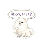 ほぼ大福な毛玉ポメ【家族/彼氏/先輩】（個別スタンプ：11）