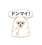 ほぼ大福な毛玉ポメ【家族/彼氏/先輩】（個別スタンプ：12）