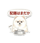 ほぼ大福な毛玉ポメ【家族/彼氏/先輩】（個別スタンプ：13）