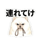 ほぼ大福な毛玉ポメ【家族/彼氏/先輩】（個別スタンプ：15）