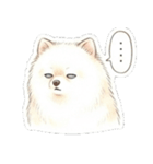 ほぼ大福な毛玉ポメ【家族/彼氏/先輩】（個別スタンプ：16）