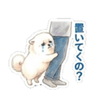 ほぼ大福な毛玉ポメ【家族/彼氏/先輩】（個別スタンプ：21）