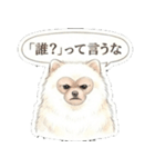 ほぼ大福な毛玉ポメ【家族/彼氏/先輩】（個別スタンプ：23）