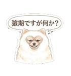 ほぼ大福な毛玉ポメ【家族/彼氏/先輩】（個別スタンプ：24）