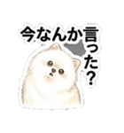 ほぼ大福な毛玉ポメ【家族/彼氏/先輩】（個別スタンプ：29）